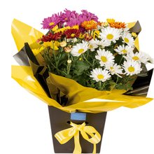 Encanto de Crisântemos