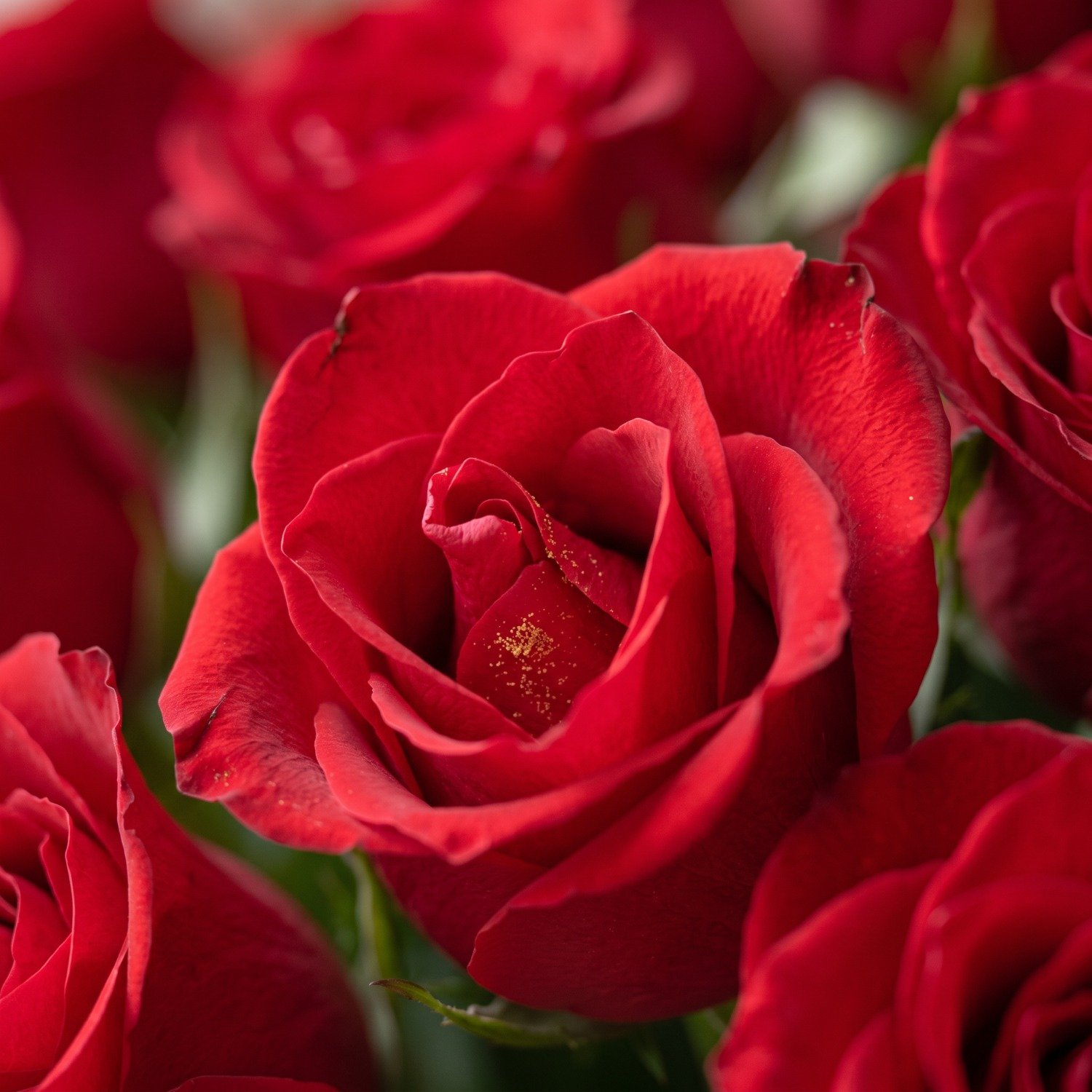 Buquê de 200 Rosas Vermelhas 