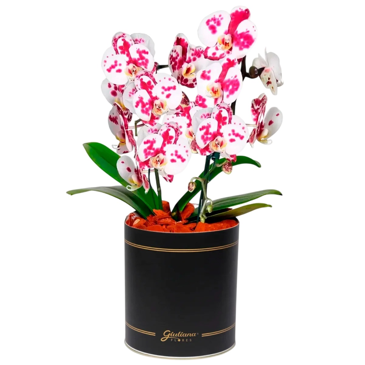 Esbelta Orquídea Mesclada com 2 Hastes