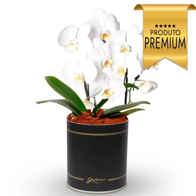 Primorosa Orquídea Branca com 2 Hastes