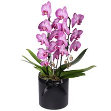 Adorável Orquídea Pink com 2 Hastes