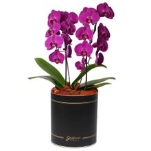 Encantável Orquídea Lilás com 2 Hastes