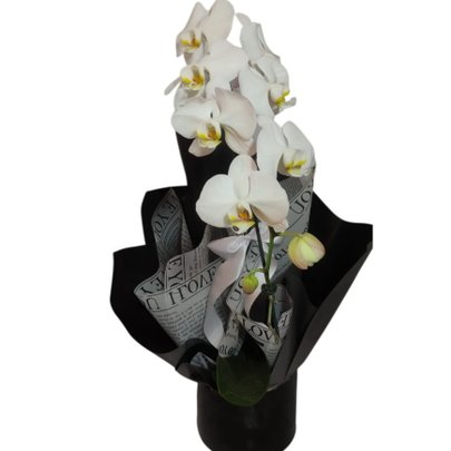 Phalaenopsis Branca