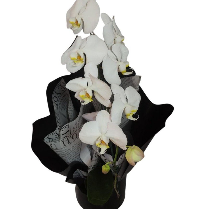 Phalaenopsis Branca 