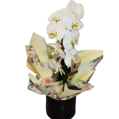 Phalaenopsis Branca No Cachepo Papel