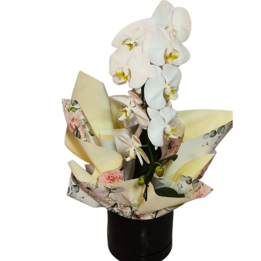 Phalaenopsis Branca No Cachepo Papel