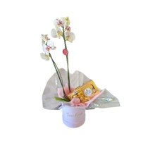 Box Orquídea