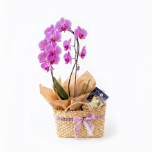 Bolsa Orquídea com Café