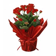 Flor da Fortuna Vermelha Kalonchoe