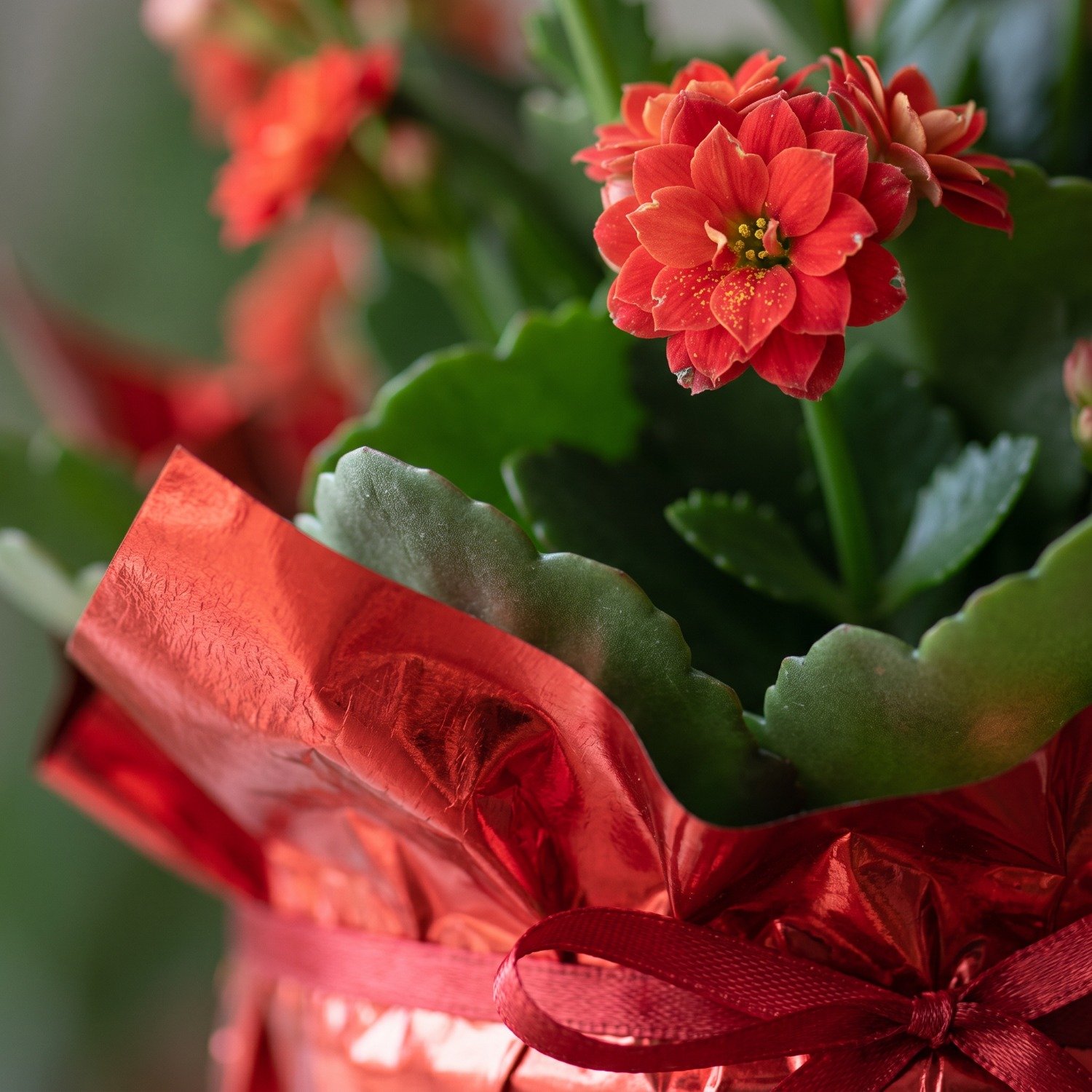 Flor da Fortuna Vermelha Kalonchoe