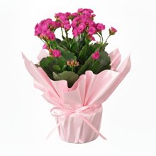 Flor da Fortuna Rosa Kalonchoe 