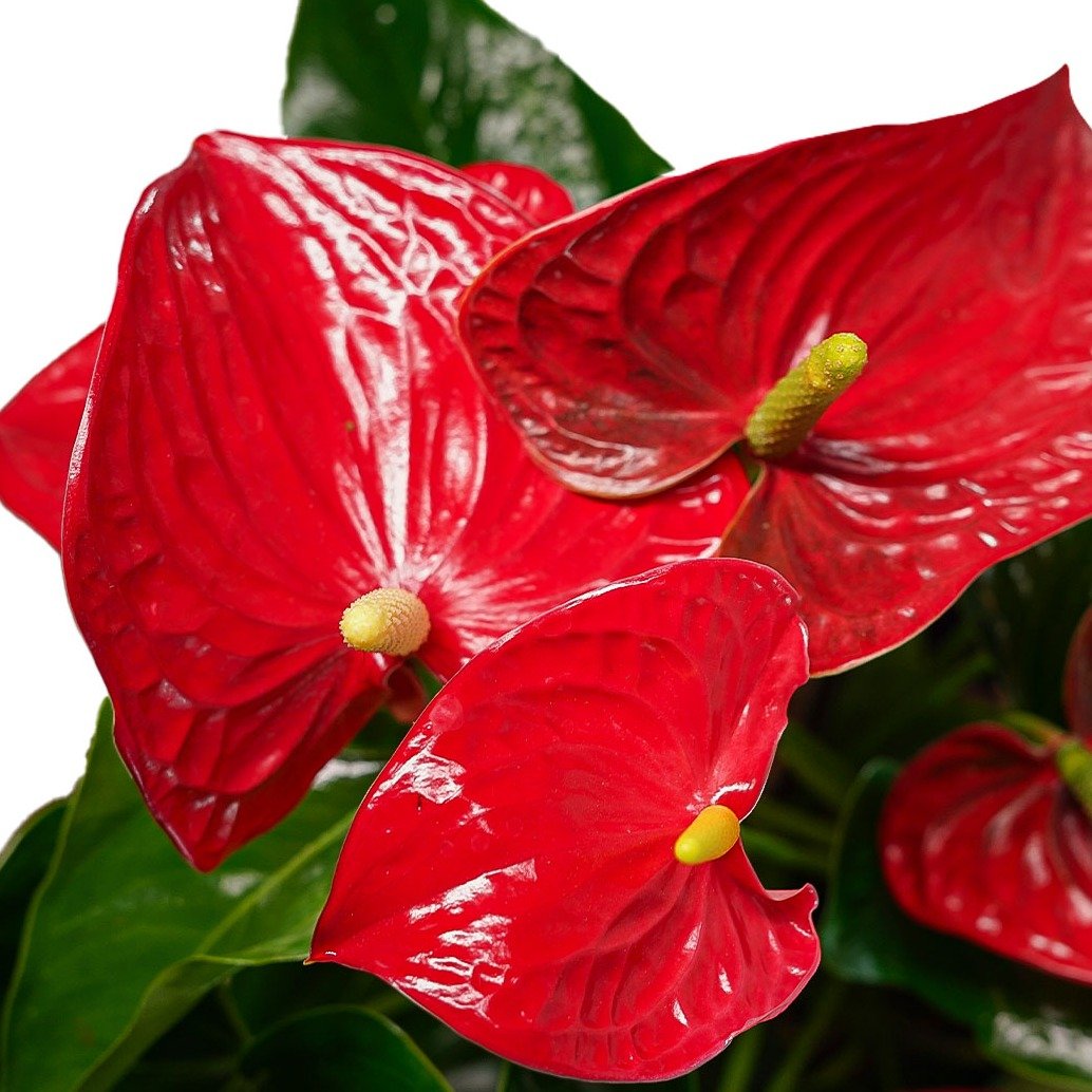 Antúrio Vermelho (Michigan)