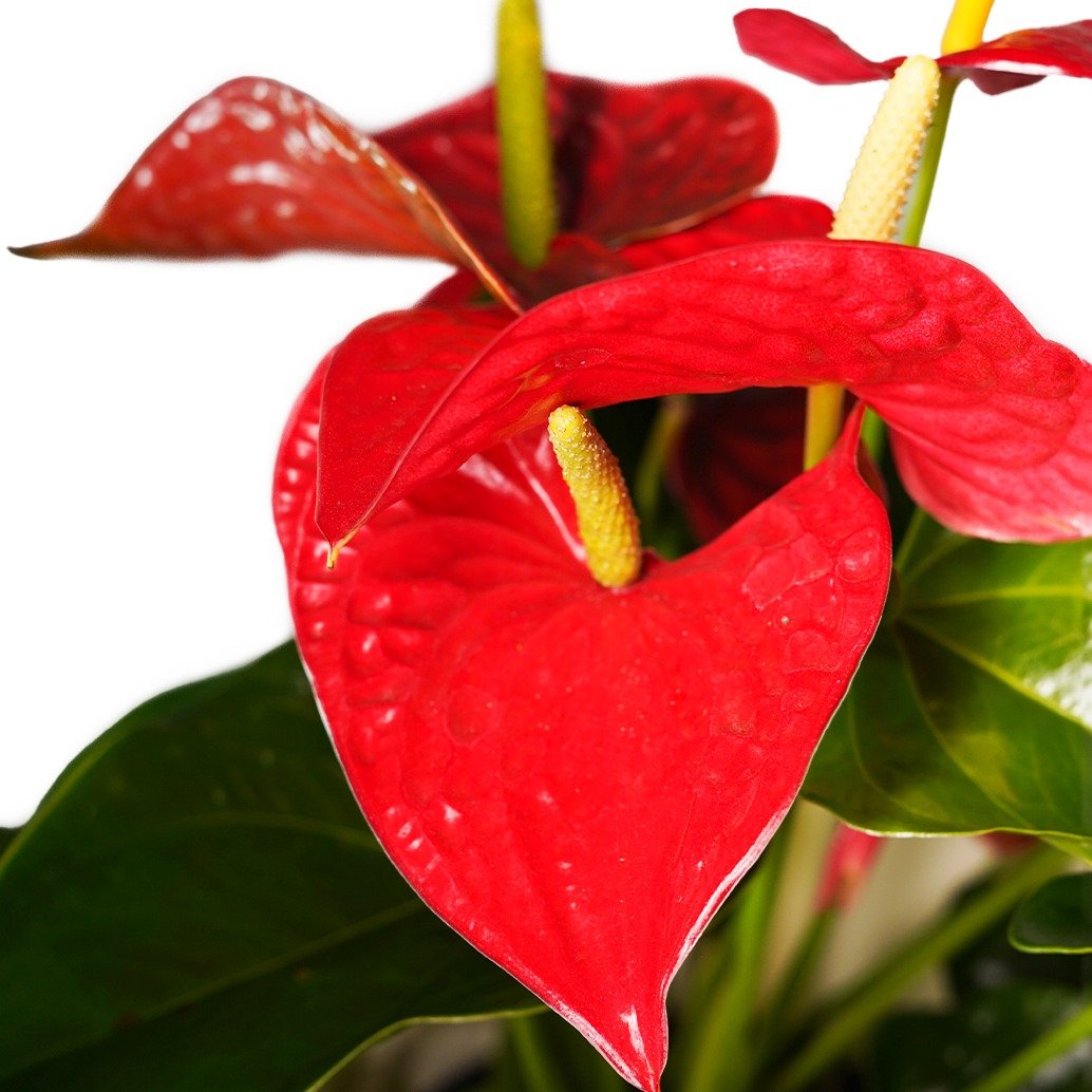 Antúrio Vermelho (Michigan)