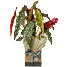 Begônia Maculata em Vaso
