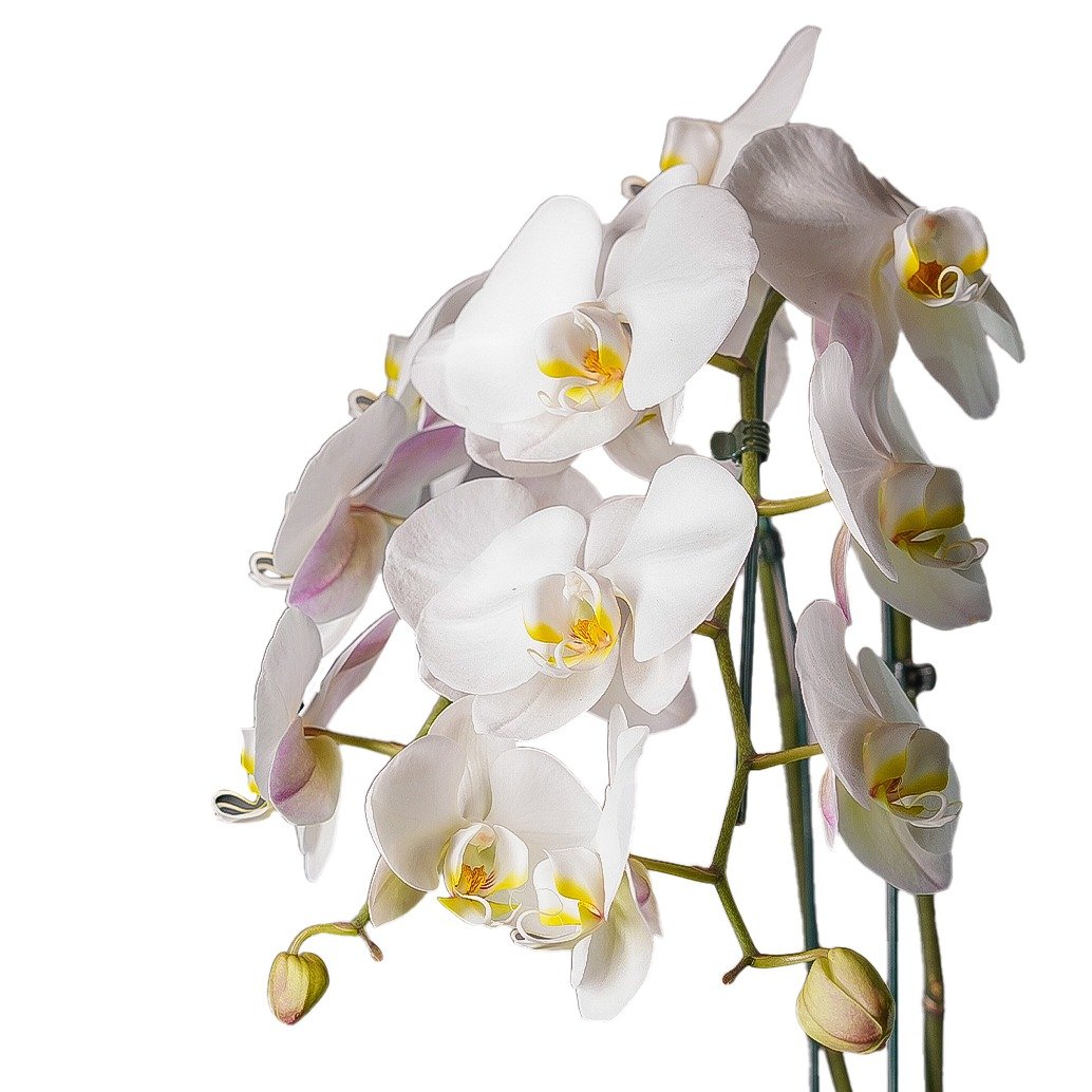 Orquídea Phalaenopsis Branca no Vaso
