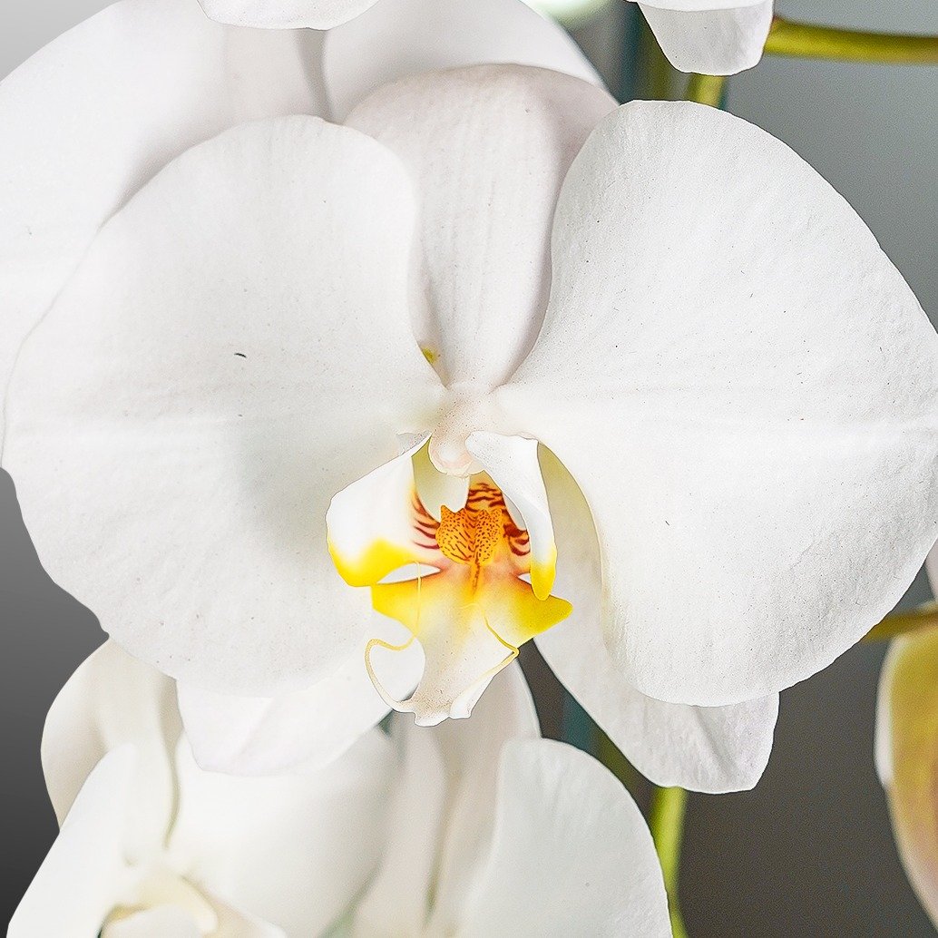 Orquídea Phalaenopsis Branca no Vaso