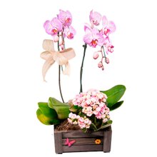 Orquídea Phalaenopsis na Caixa de Madeira