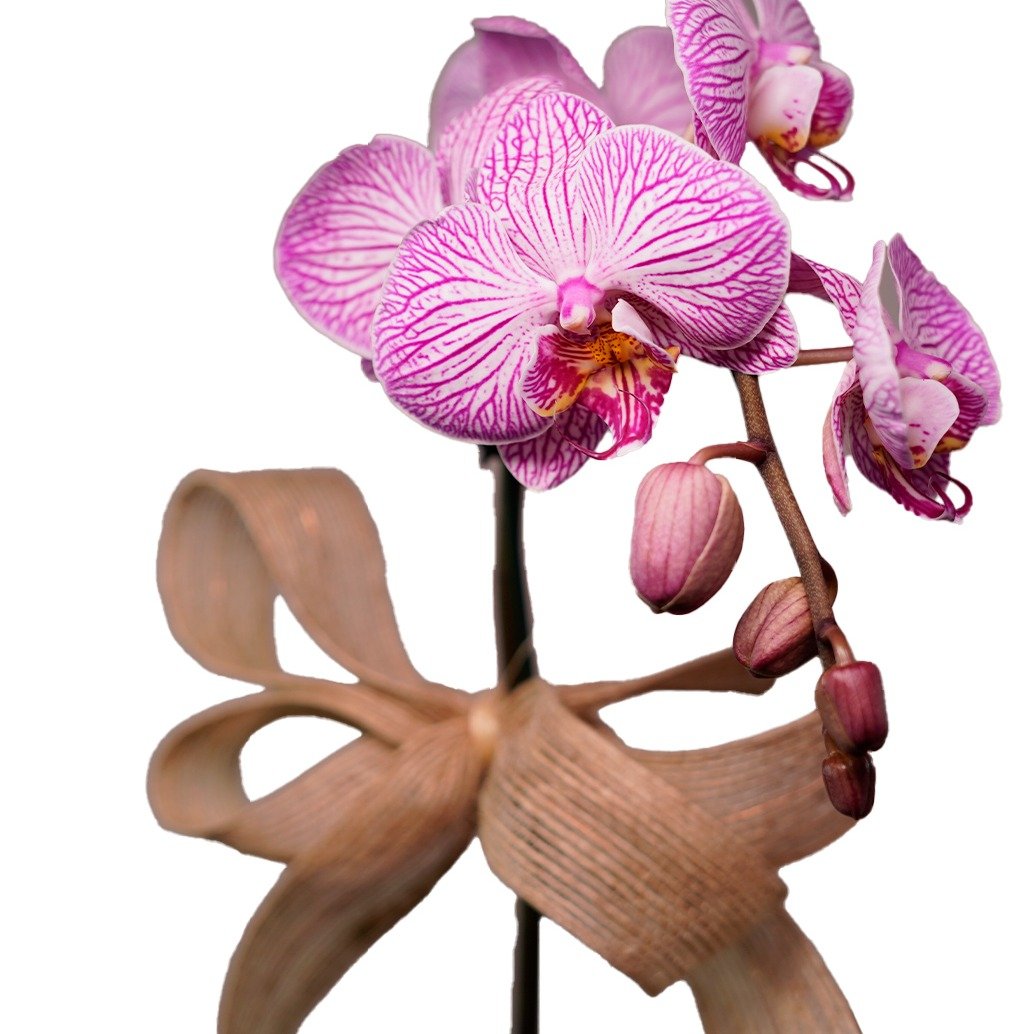 Orquídea Phalaenopsis na Caixa de Madeira