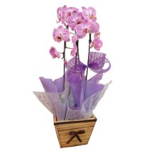 Orquídea Cascata Rosa