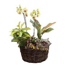 Orquídeas e Folhagens