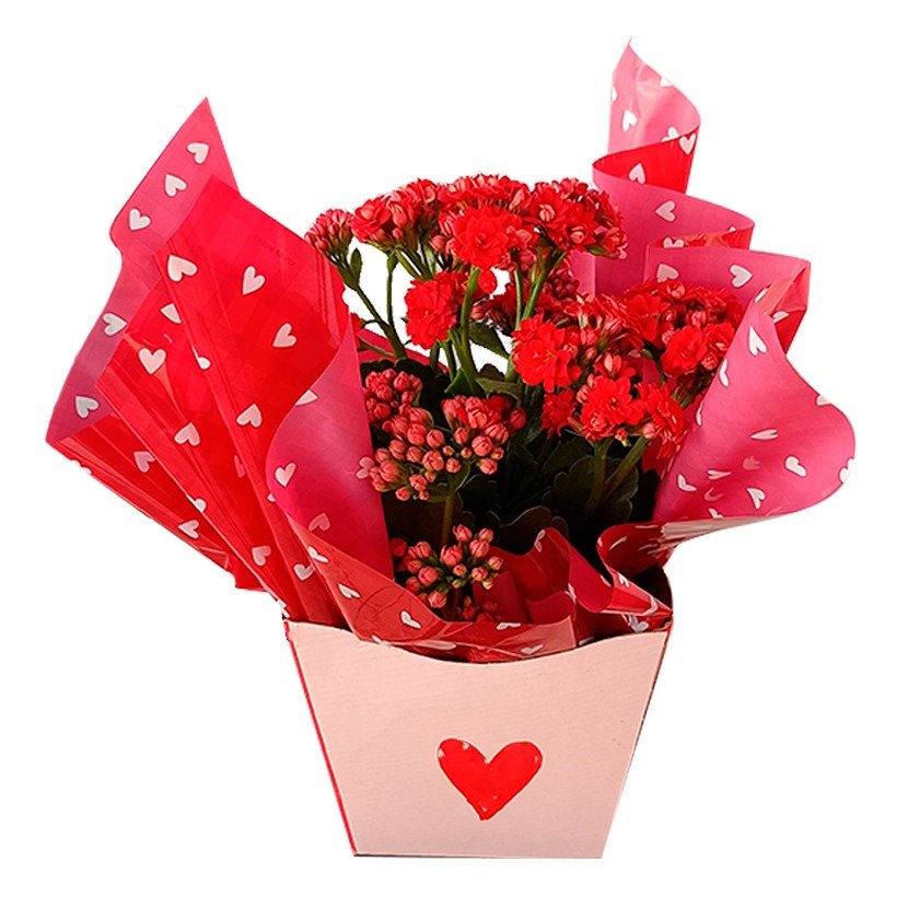 Kalanchoe Vermelho Para Presente 