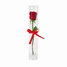 Rosa Solitária Recipiente Acrílico