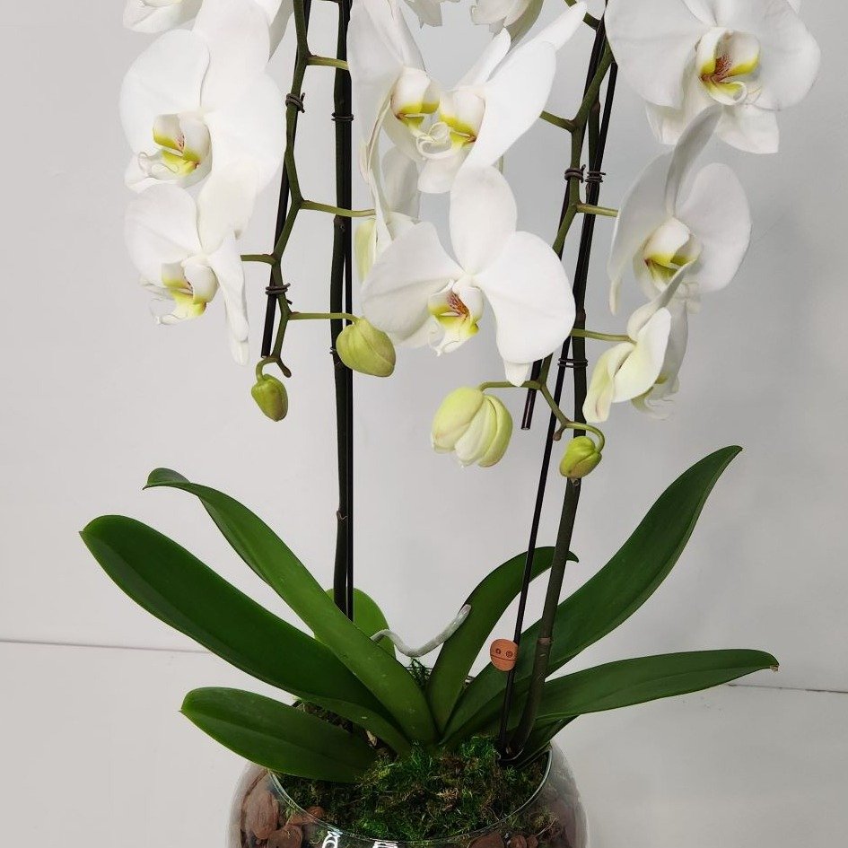 Arranjo de Orquídeas Brancas no Bowl de Vidro