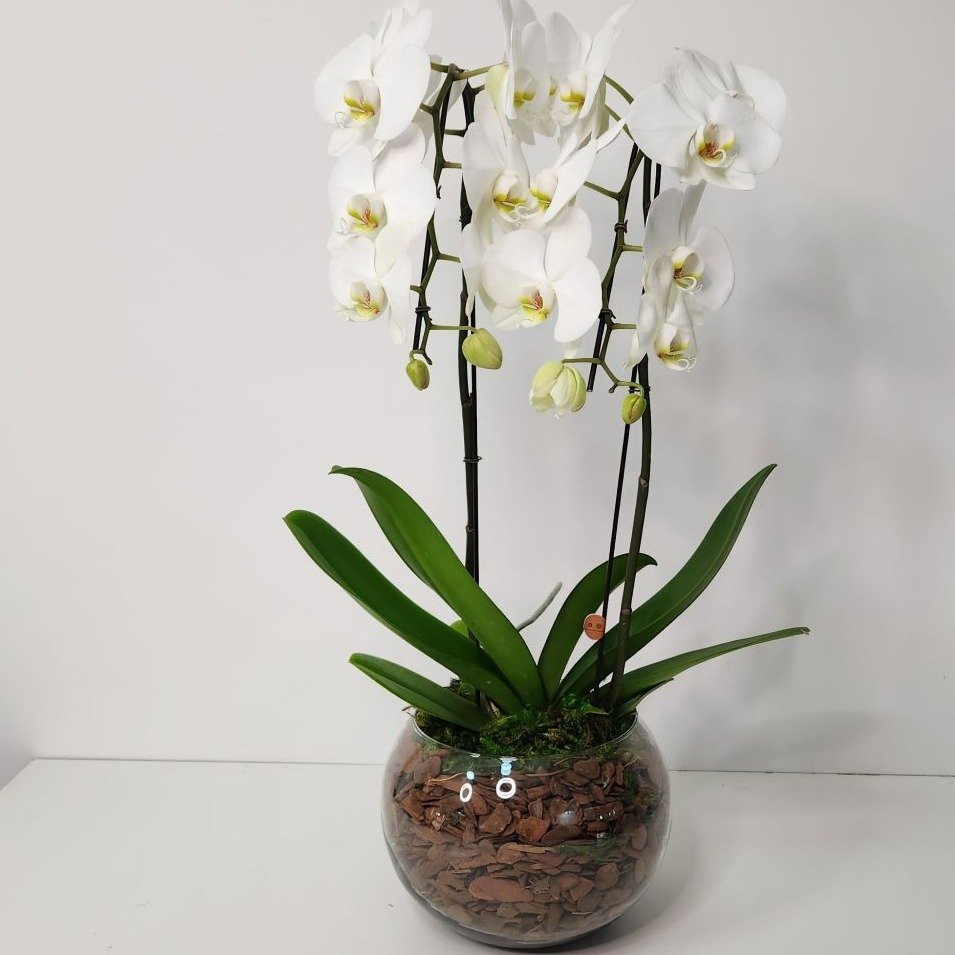 Arranjo de Orquídeas Brancas no Bowl de Vidro