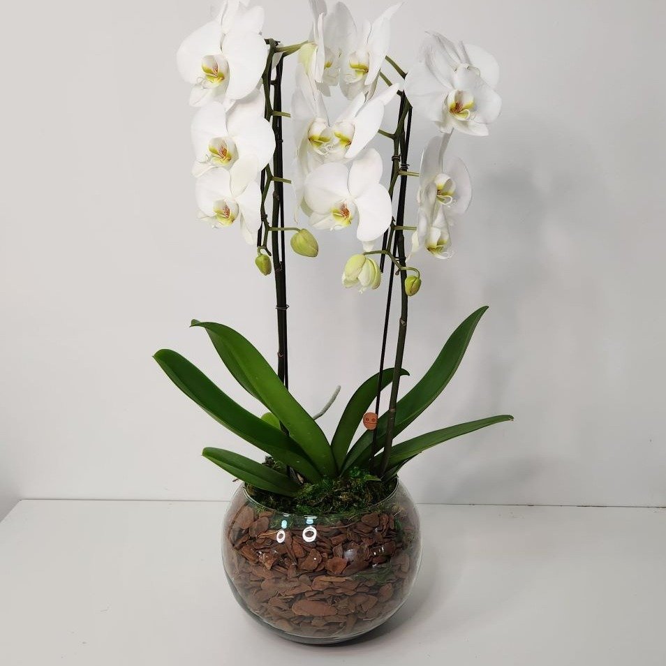 Arranjo de Orquídeas Brancas no Bowl de Vidro