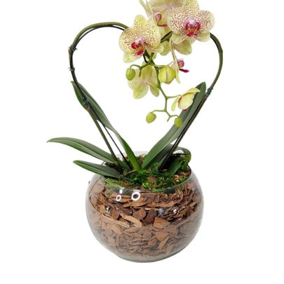 Orquídea Coração Amarelo Duo Color no Bowl de Vidro
