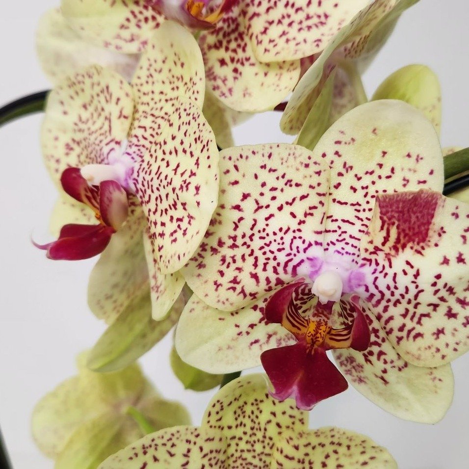 Orquídea Coração Amarelo Duo Color no Bowl de Vidro