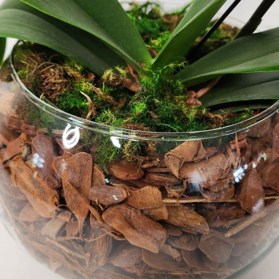 Orquídea Coração Amarelo Duo Color no Bowl de Vidro