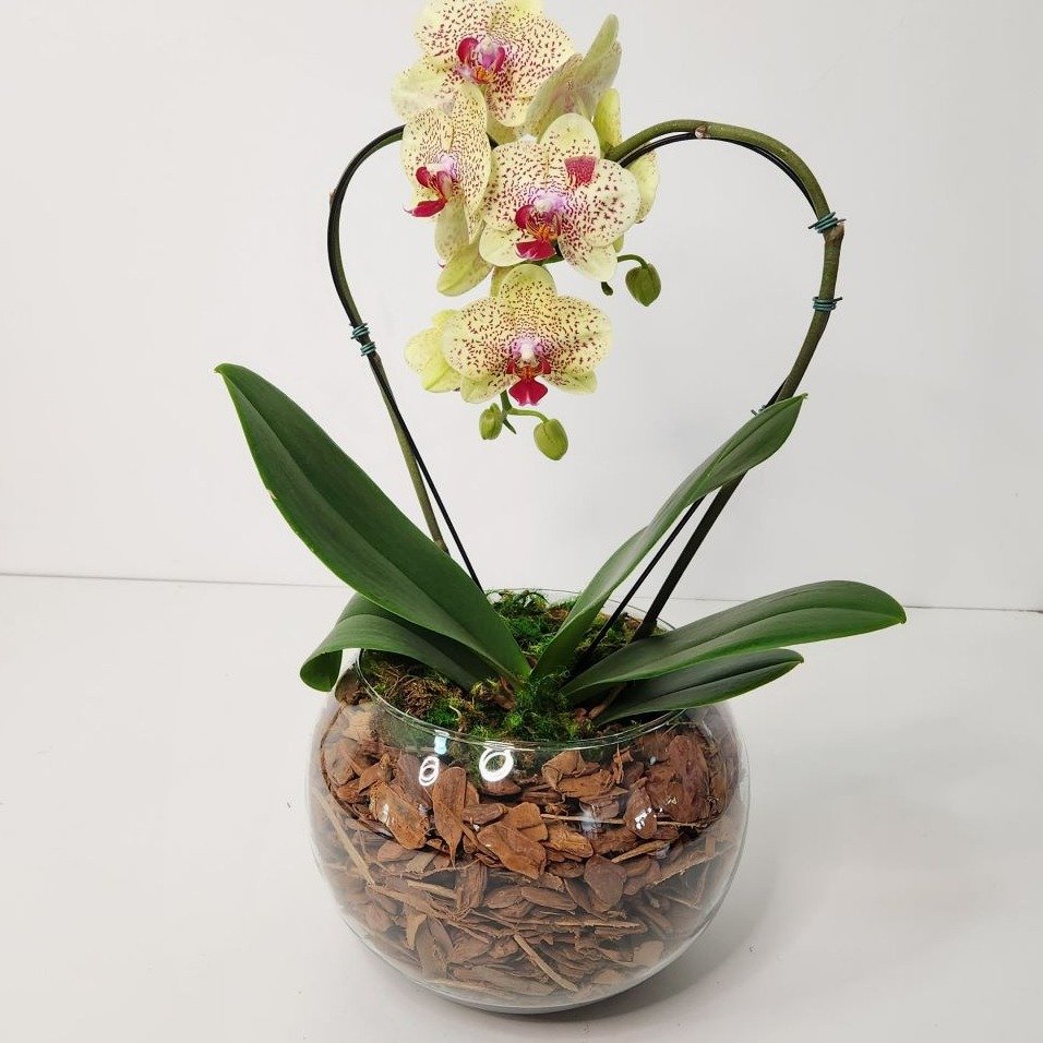 Orquídea Coração Amarelo Duo Color no Bowl de Vidro