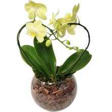 Orquídea Coração Amarela no Bowl de Vidro