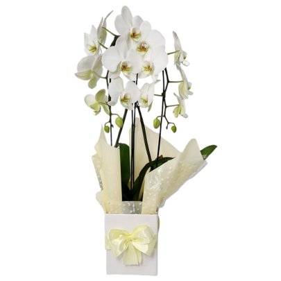 Orquídea Phalaenopsis Arco Branca 2 Hastes