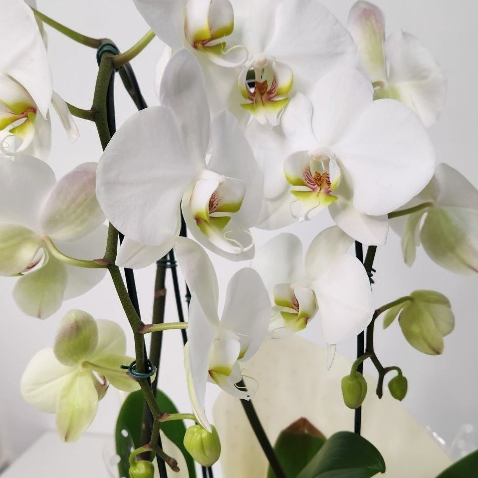 Orquídea Phalaenopsis Arco Branca 2 Hastes 