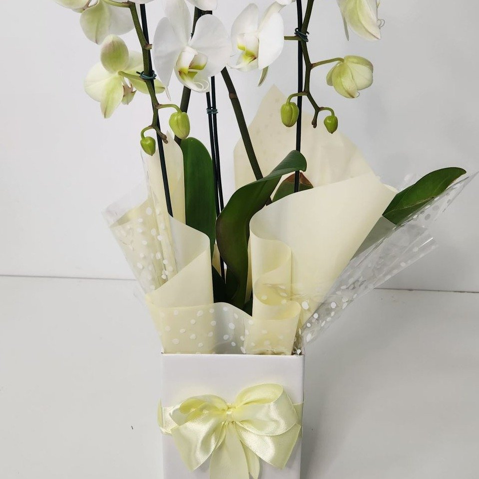 Orquídea Phalaenopsis Arco Branca 2 Hastes 