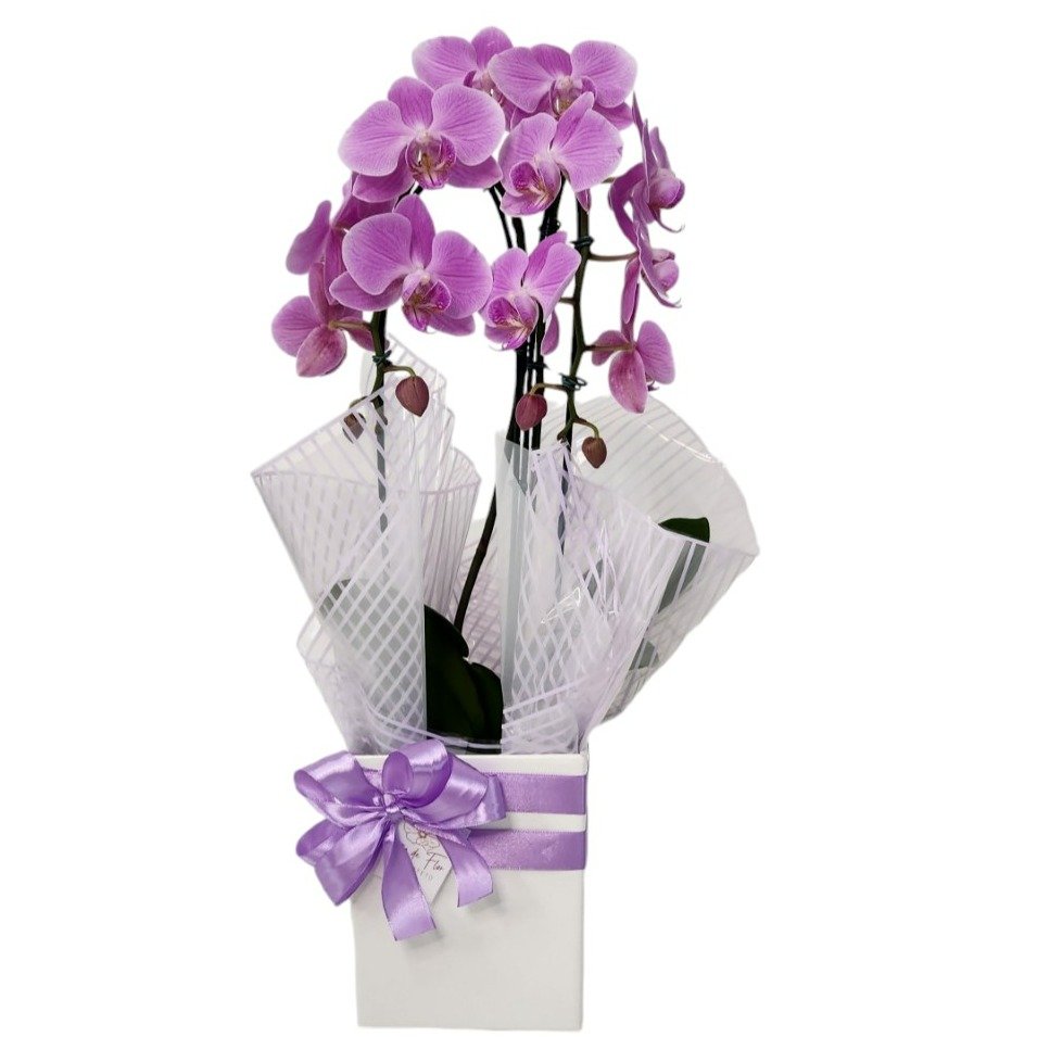 Orquídea Phalaenopsis Arco Lilás 2 Hastes 