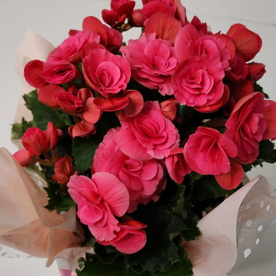 Begônia Bazan Pote 15 Rosa