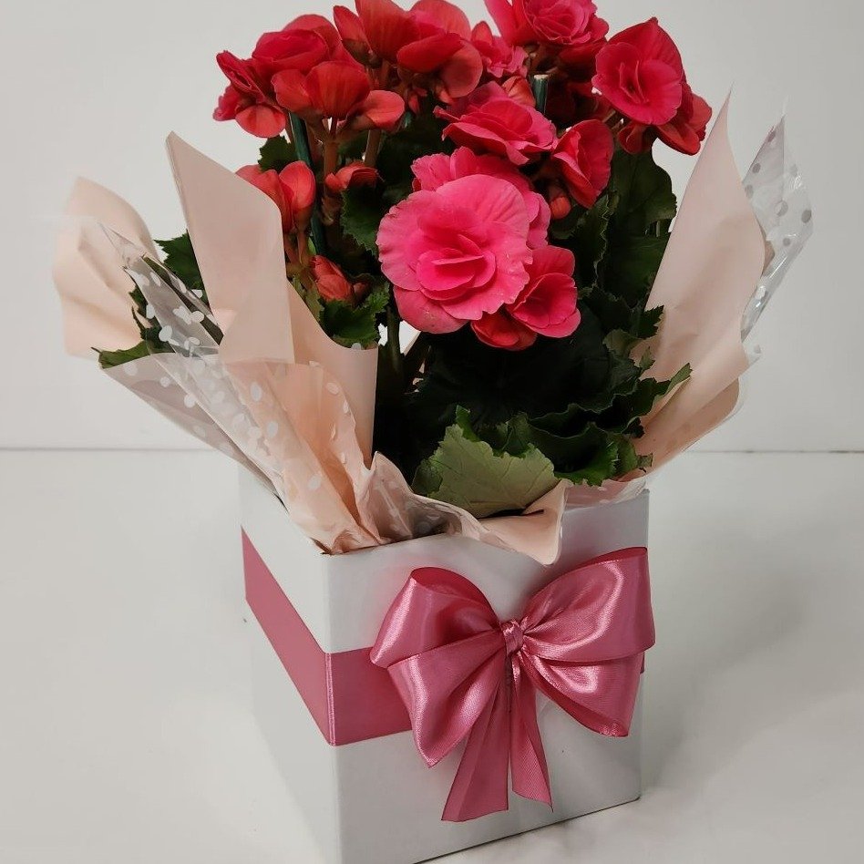 Begônia Bazan Pote 15 Rosa