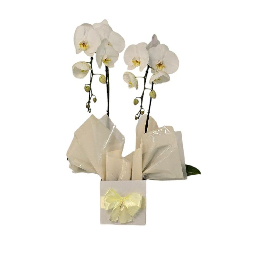 Cascata Phalaenopsis Branca 2 Hastes