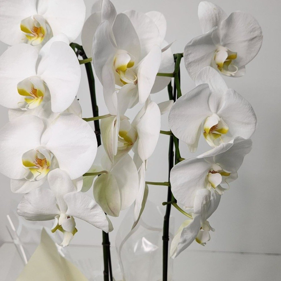 Cascata Phalaenopsis Branca 2 Hastes