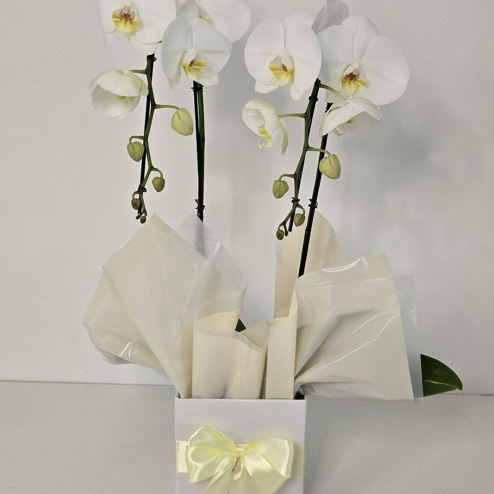 Cascata Phalaenopsis Branca 2 Hastes