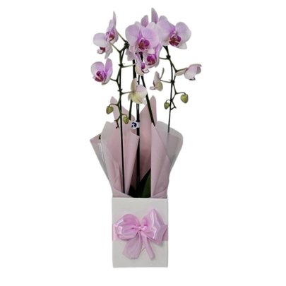 Orquídea Phalaenopsis Arco Rosa 2 Hastes