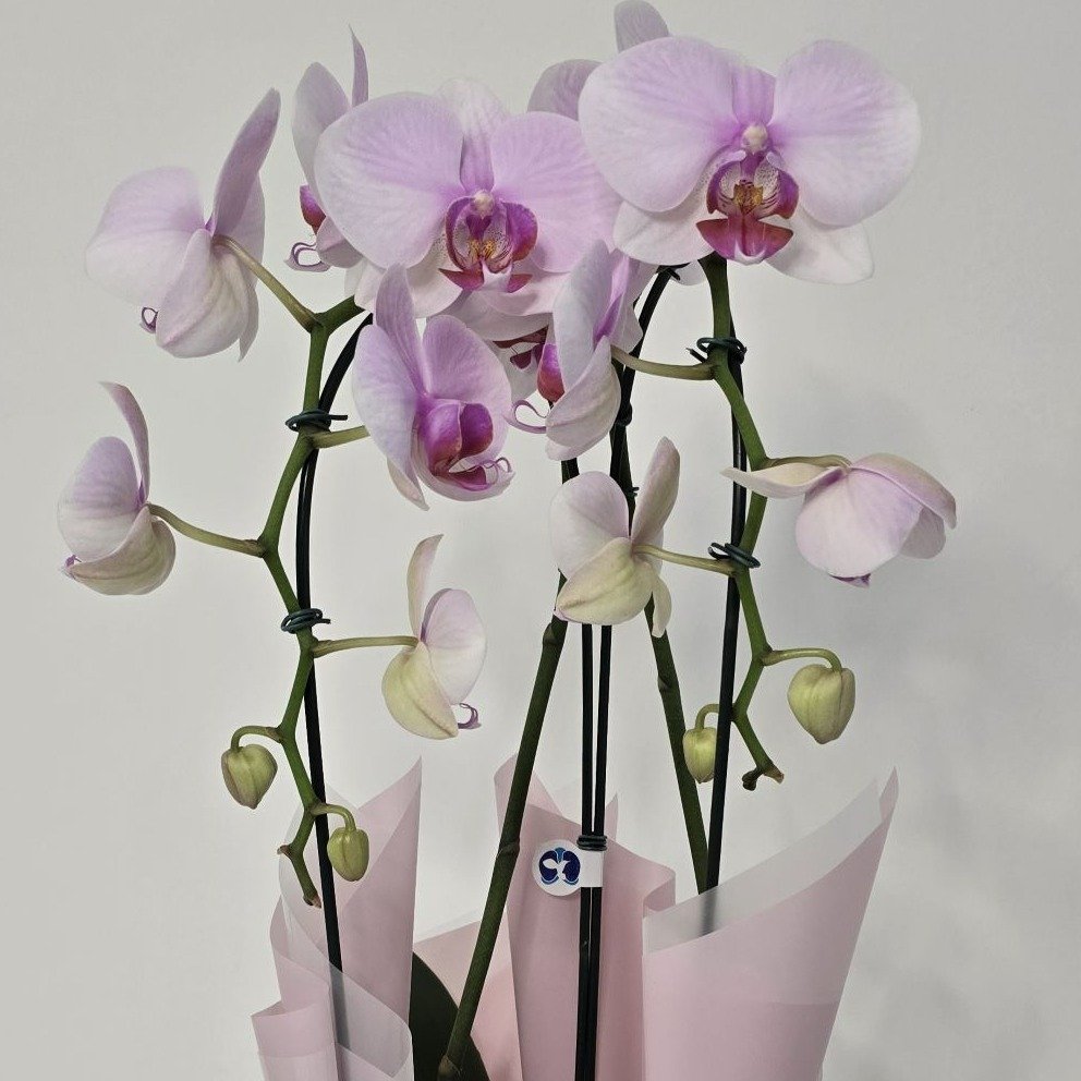 Orquídea Phalaenopsis Arco Rosa 2 Hastes 