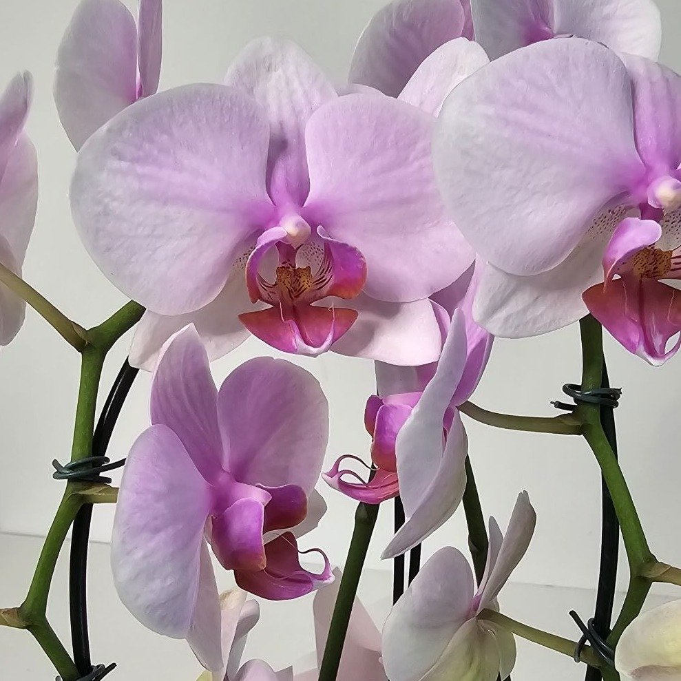 Orquídea Phalaenopsis Arco Rosa 2 Hastes 