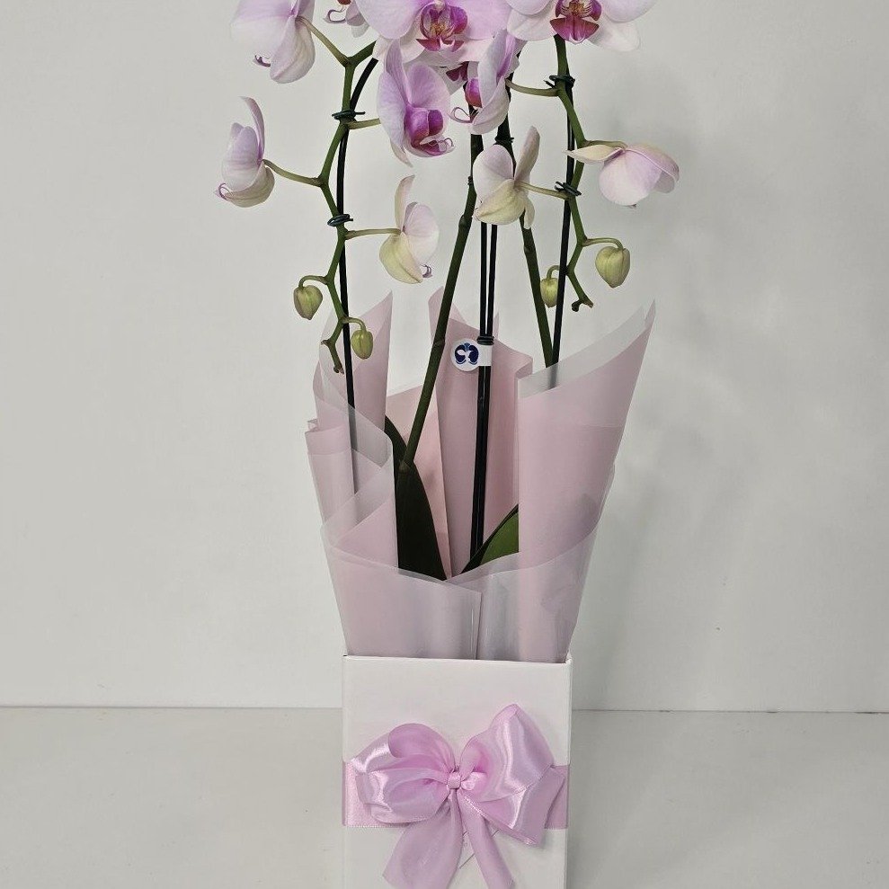 Orquídea Phalaenopsis Arco Rosa 2 Hastes 