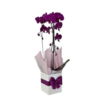 Orquídea Phalaenopsis Arco roxa 2 Hastes