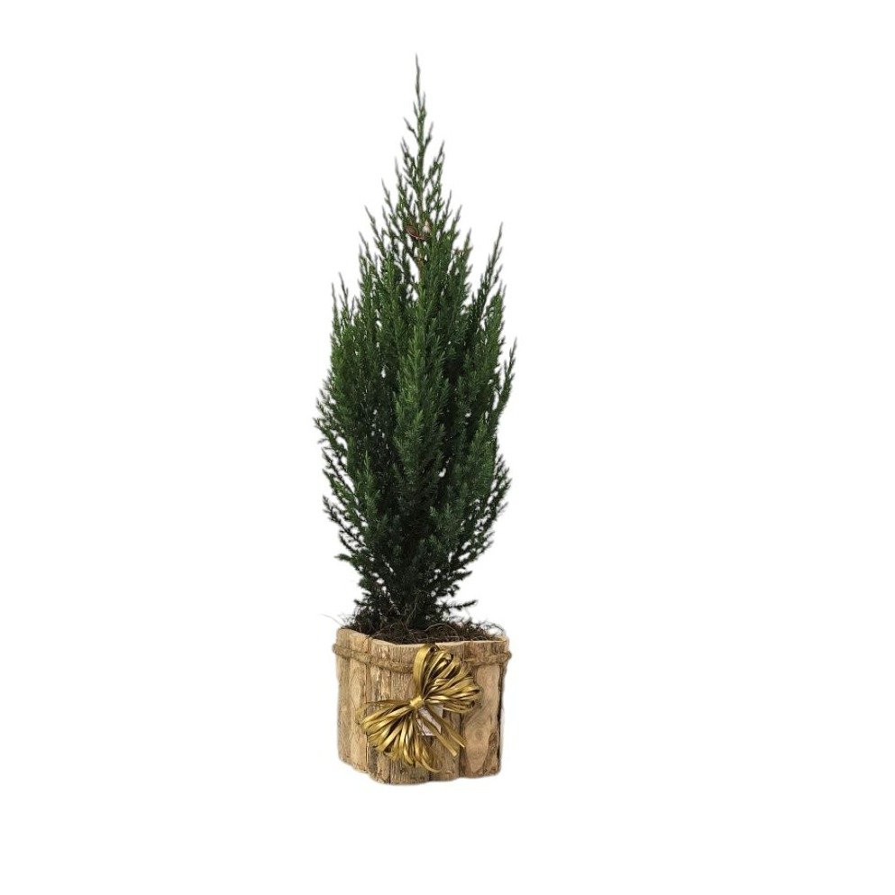 Tuia Strickta Natural Pt14 Árvore de Natal