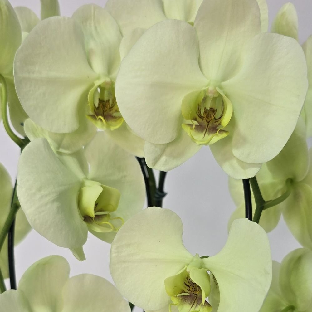 Orquídea Amarela Arco 2 Hastes